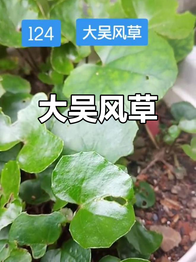 大吴风草的多种别名与功效