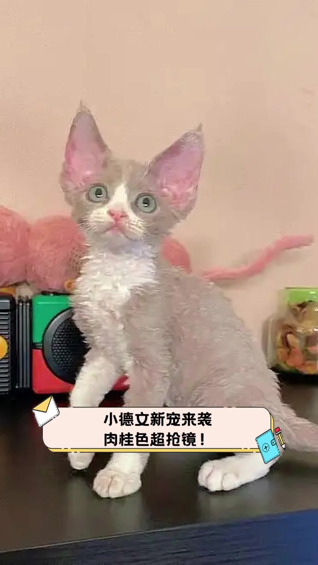 小德文新宠来袭,肉桂色超抢镜!