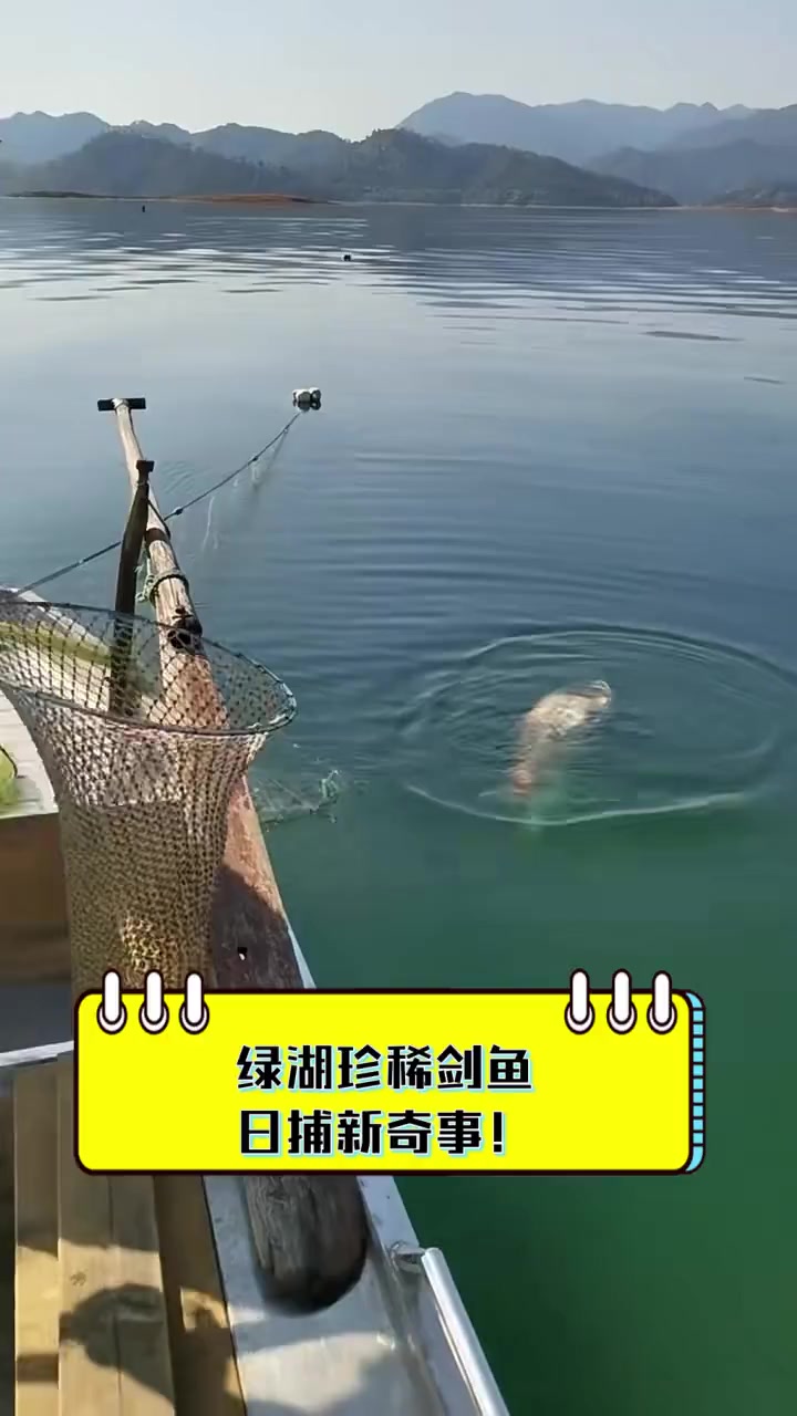 绿湖珍稀剑鱼,日捕新奇事!