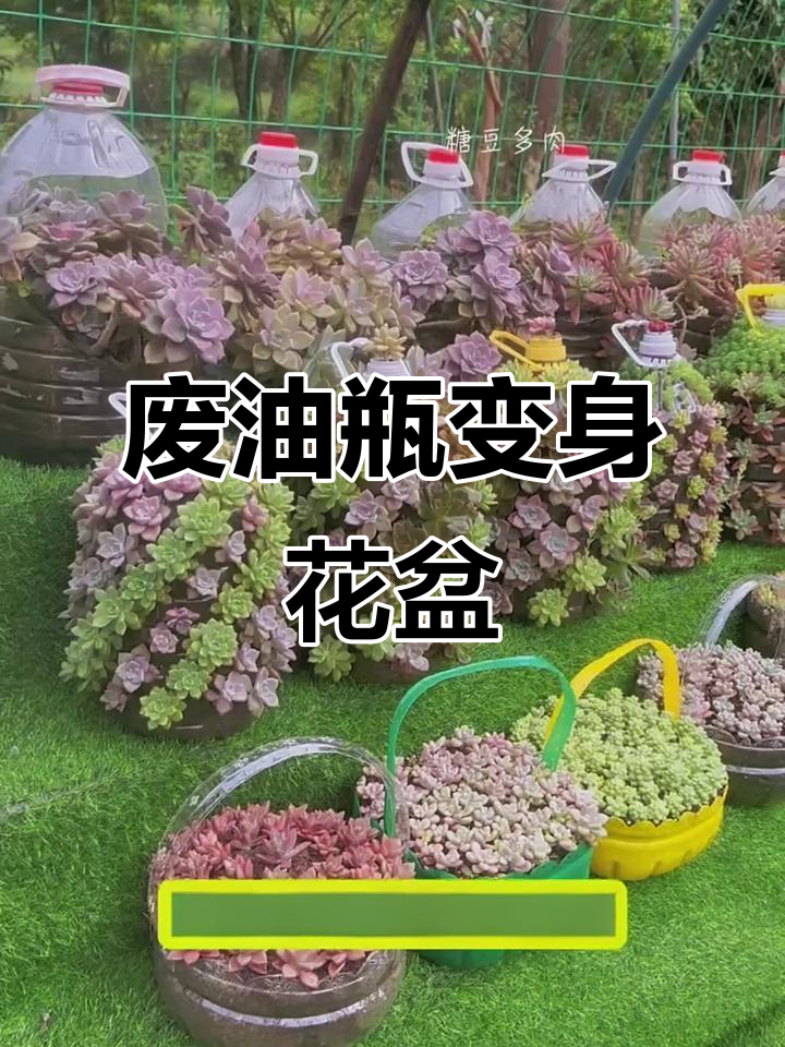 油壶变花盆,废物利用轻松搞定!