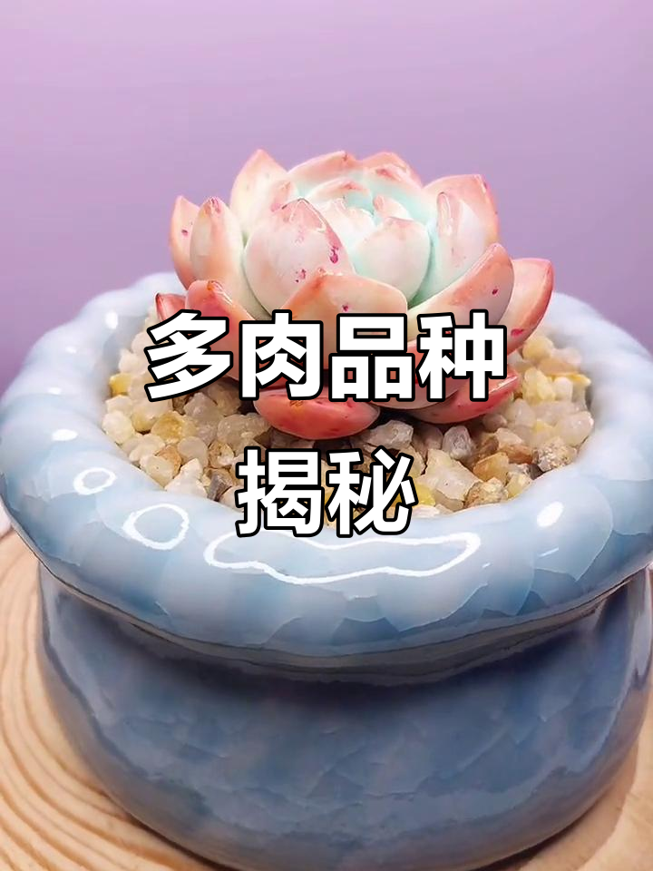 雪天使、橙梦露,原来都是同一种多肉!太神奇了!
