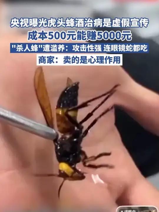 央视曝光虎头蜂酒治病是虚假宣传!成本500元能赚5000元,“杀人蜂”遭滥养:攻击性强,连