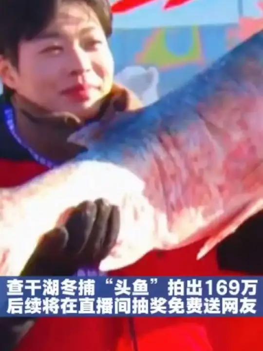 @中原新闻网查干湖冬捕“头鱼”拍出169万 后续将在直播间抽奖免费送网友
