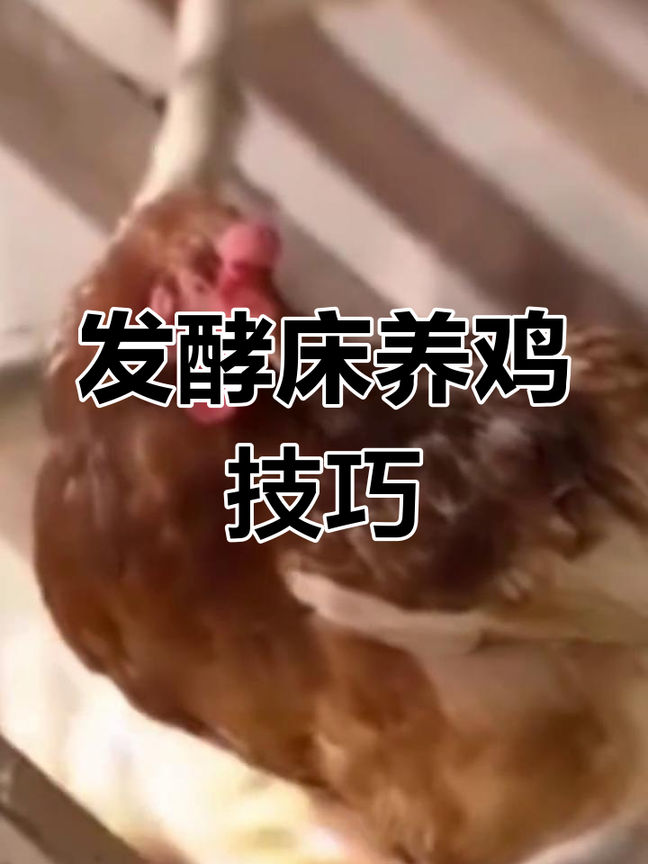 养鸡发酵床制作全攻略,零排放无污染更健康