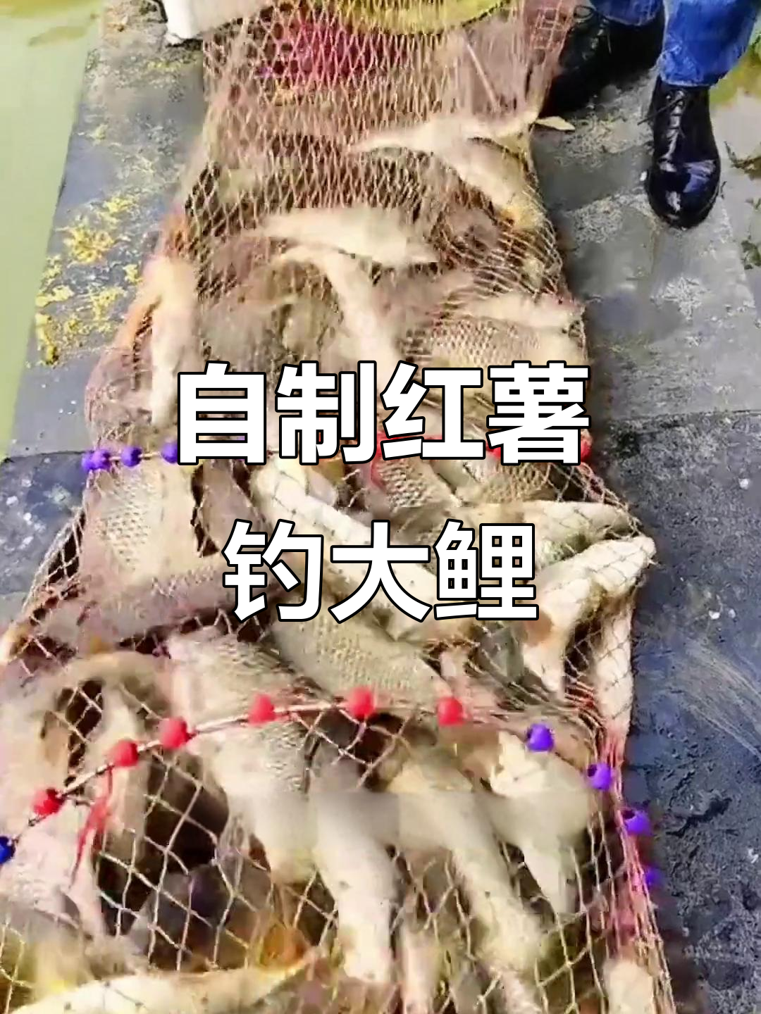 红薯自制钓鱼饵料,新手也能轻松爆护
