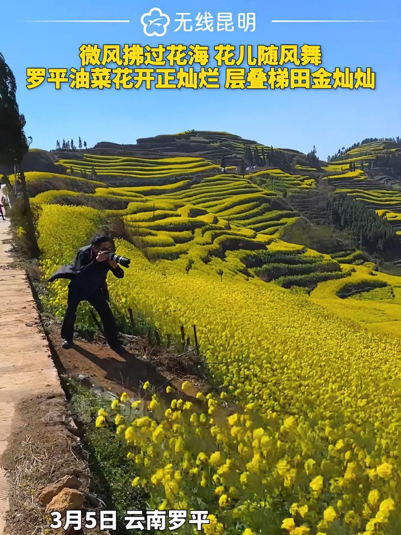 微风拂过花海,花儿随风舞,罗平油菜花开正灿烂,层叠梯田金灿灿!云南 油菜花 花海 美景 @