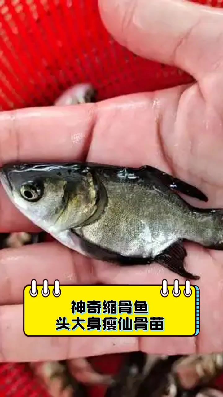 神奇缩骨鱼,头大身瘦仙骨苗