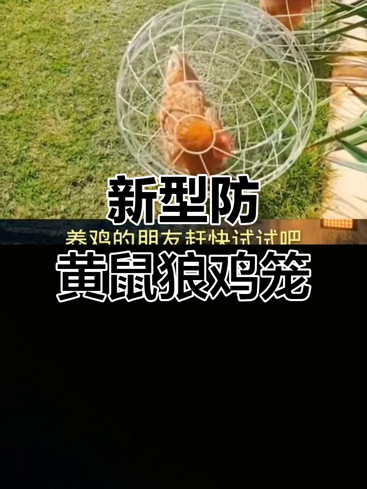 防黄鼠狼又散养,这种鸡笼让土鸡更自由