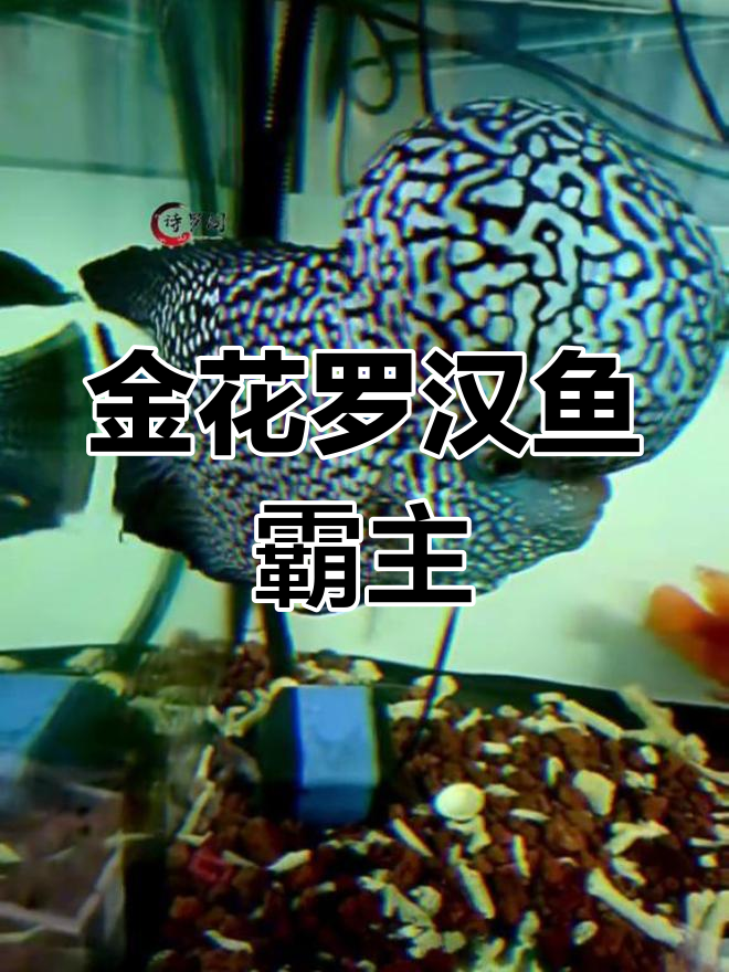魔神金花罗汉鱼,霸气十足的王者风范