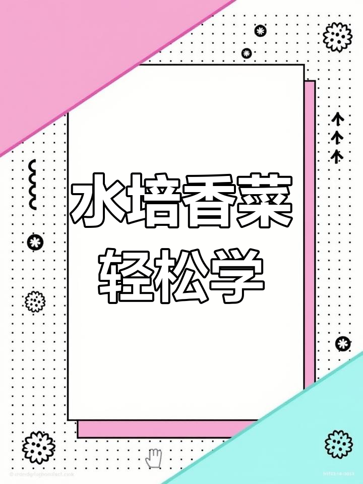 家庭水培香菜,简单步骤教你快速收获满满一盆