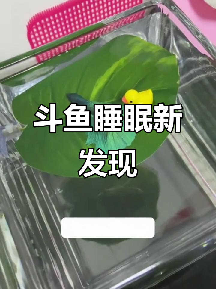 斗鱼也能躺着睡觉,叶片床让它们更健康