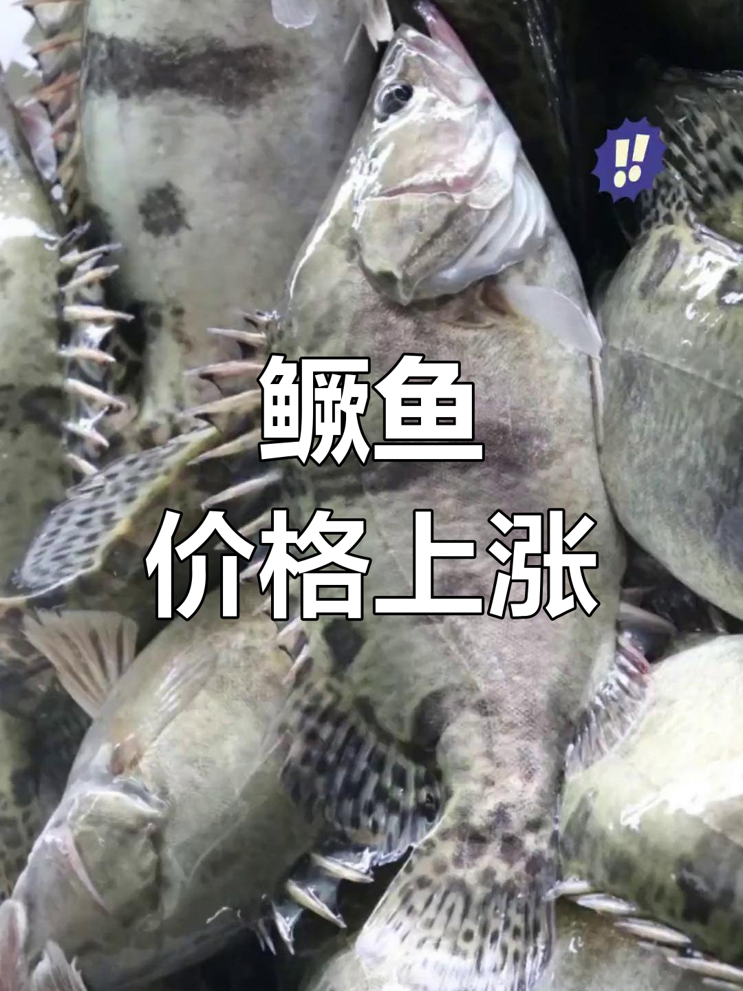 8月鳜鱼价格持续上涨,广东市场涨幅惊人!