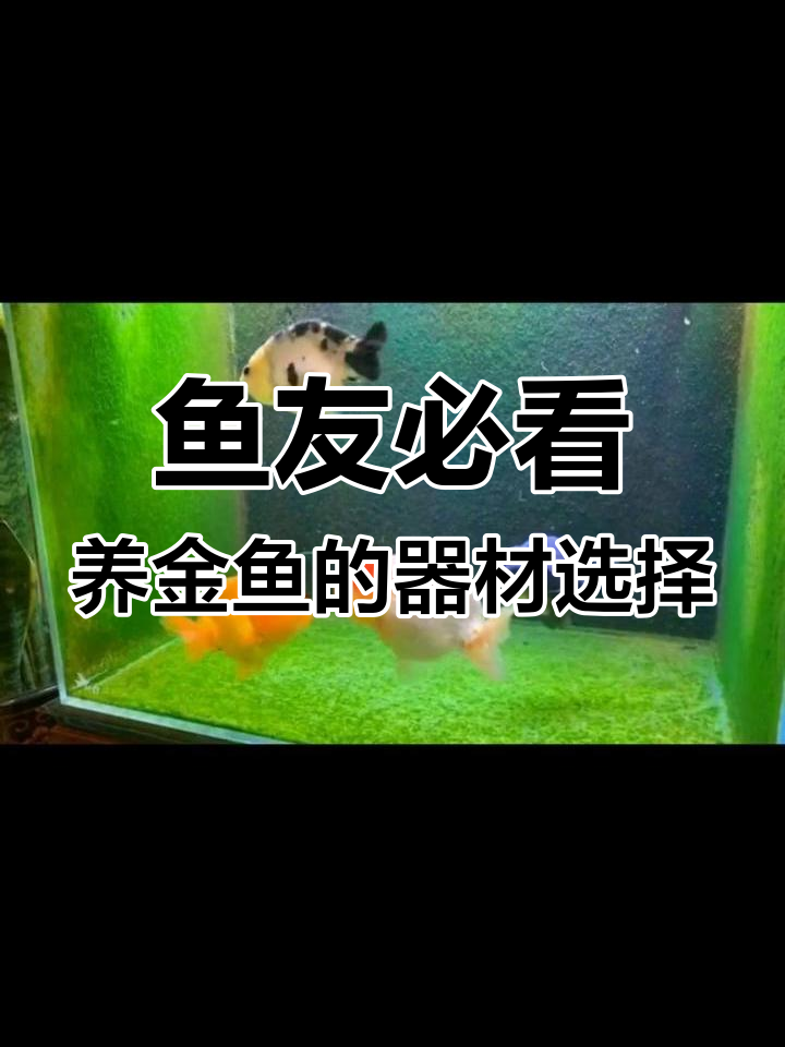 养金鱼选哪种器材最合适?玻璃缸、瓦缸还是木海?
