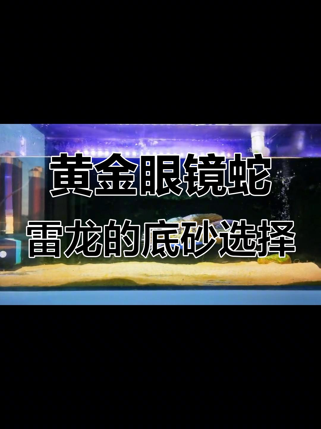 黄金眼镜蛇雷龙适合哪种底砂?雨林沙还是黄金沙更合适