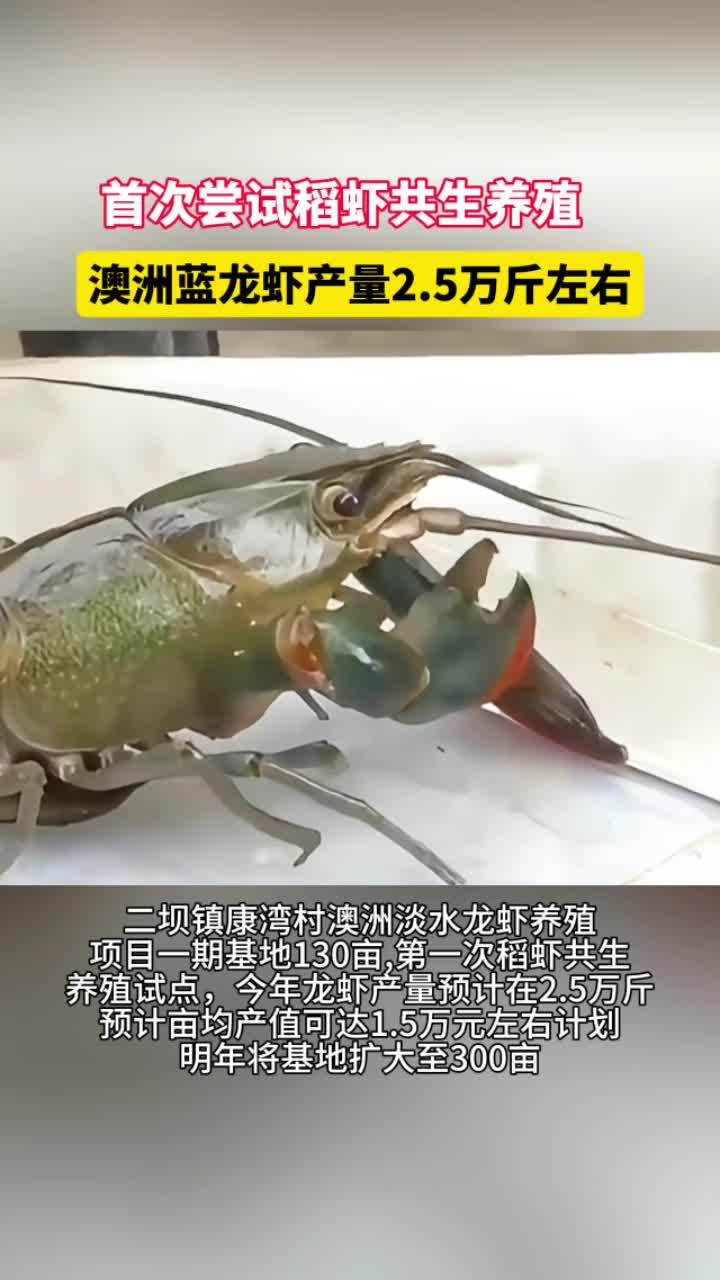 安徽首次尝试稻虾共生养殖,澳洲蓝龙虾产量2.5万斤左右!澳洲淡水龙虾 小龙虾 水产养殖 稻