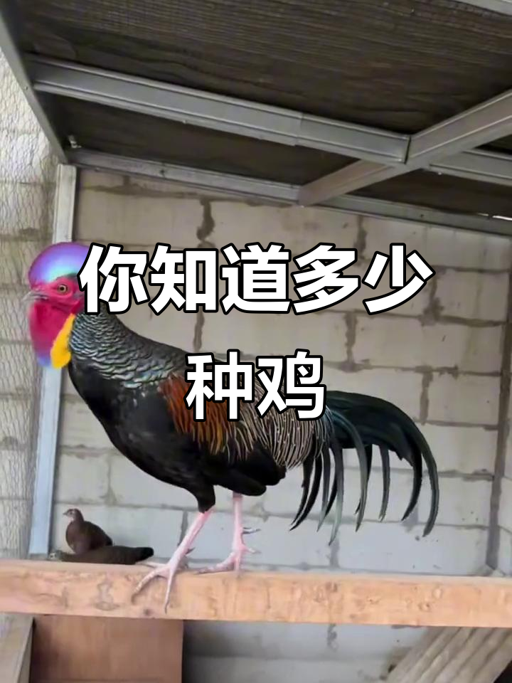 17种常见鸡品种大揭秘,看看你认识几种?