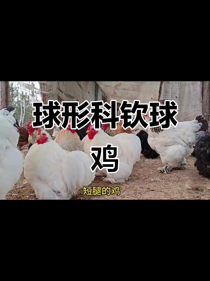 科钦球鸡：像球的迷你母鸡，短腿胖乎乎超可爱