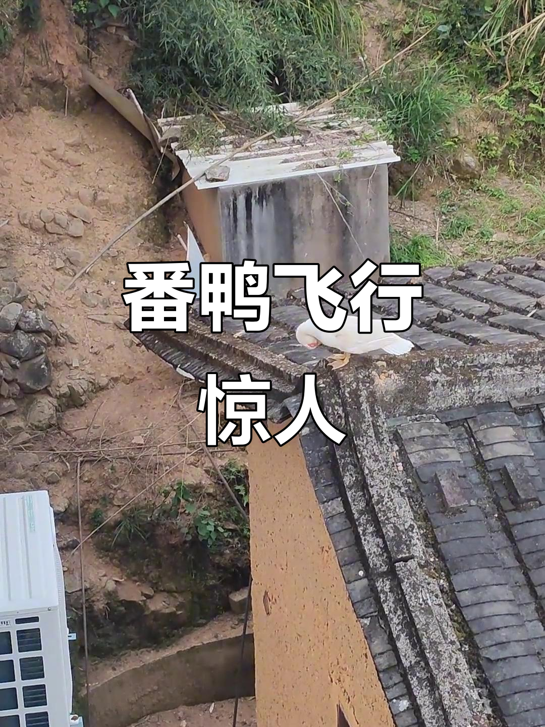 这只番鸭飞得比野鸟还高,竟然能回家!