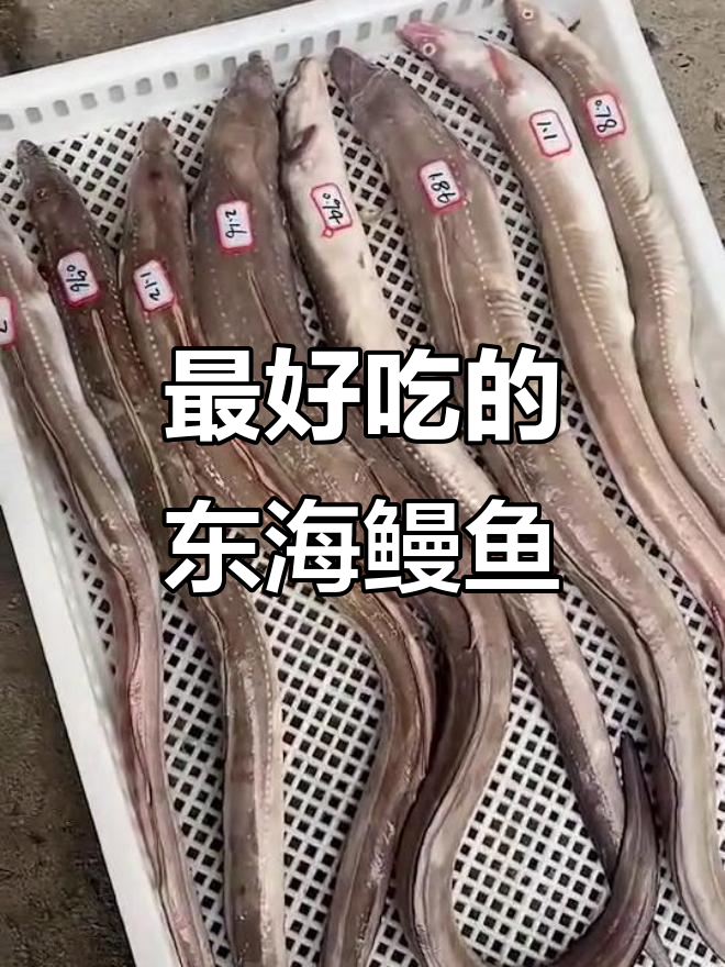 东海里最受欢迎的鳗鱼品种,清蒸做法超简单