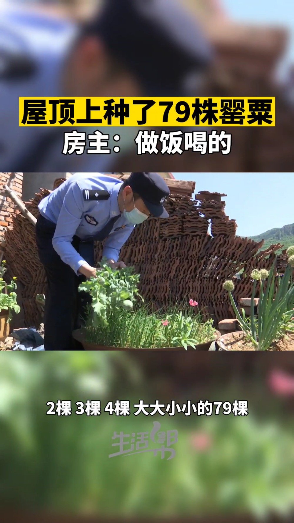 网警聊警事「正开花!屋顶种79株罂粟村民称熬粥喝」5月16日,济南南部山区,当地派出所民警
