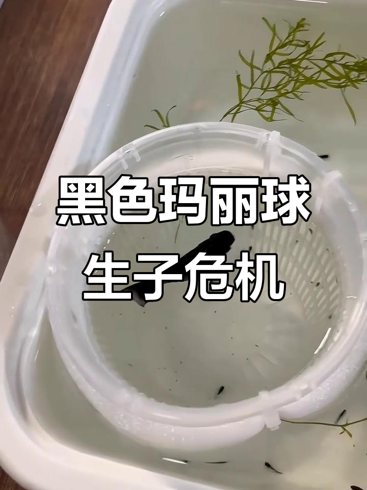 黑玛丽球鱼终于生崽,100条小鱼苗生死时速