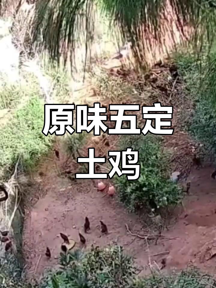 云南武定土鸡:原生态美味体验