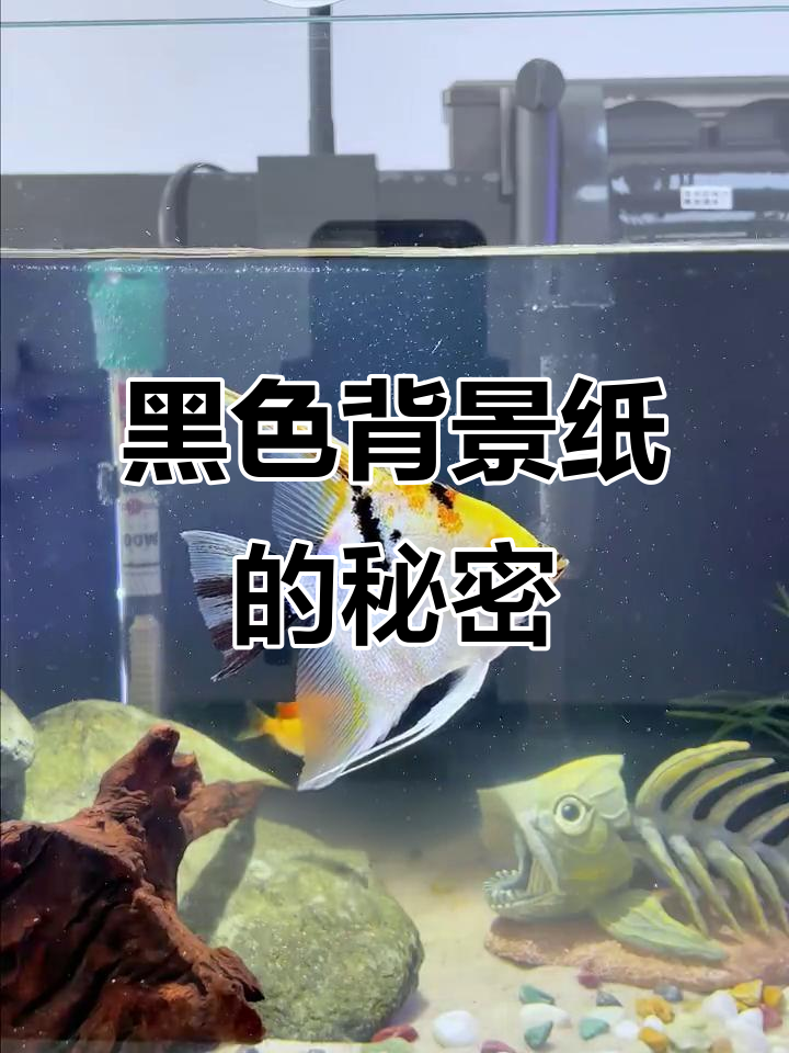 为什么鱼缸背景纸选黑色？打造水下安全感全攻略