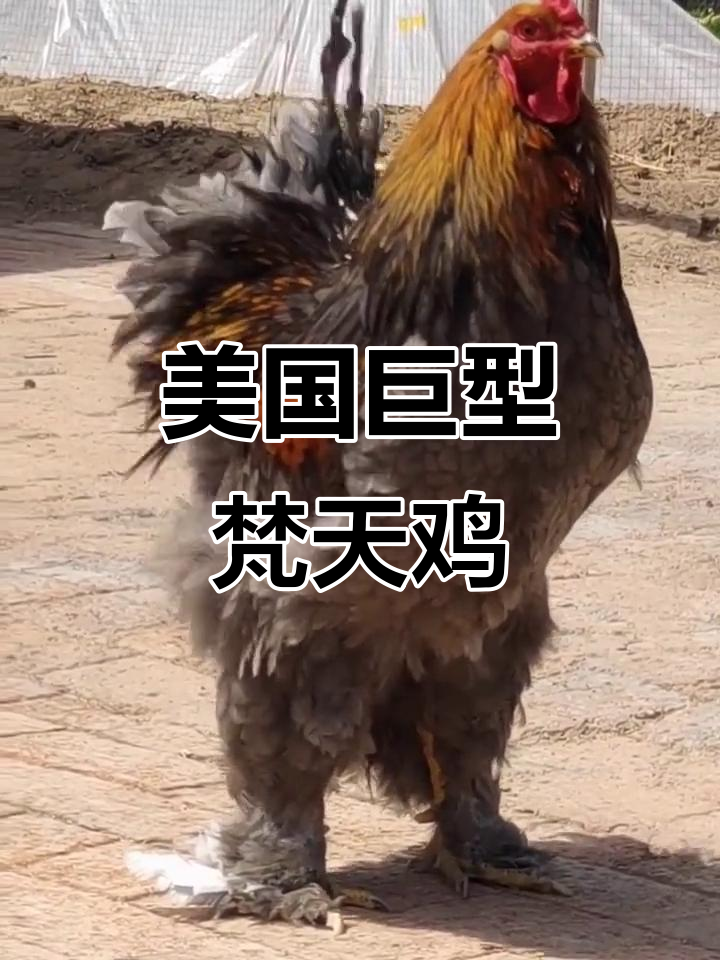 梵天鸡:美国巨型公鸡,比七八岁小孩还大