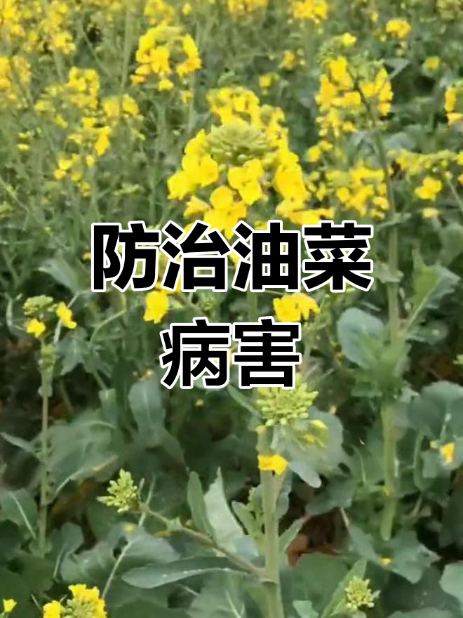 油菜枯死因菌核病,花蕾期喷硼肥可预防