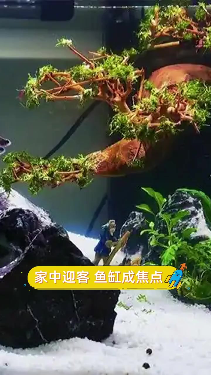家中迎客,鱼缸成焦点