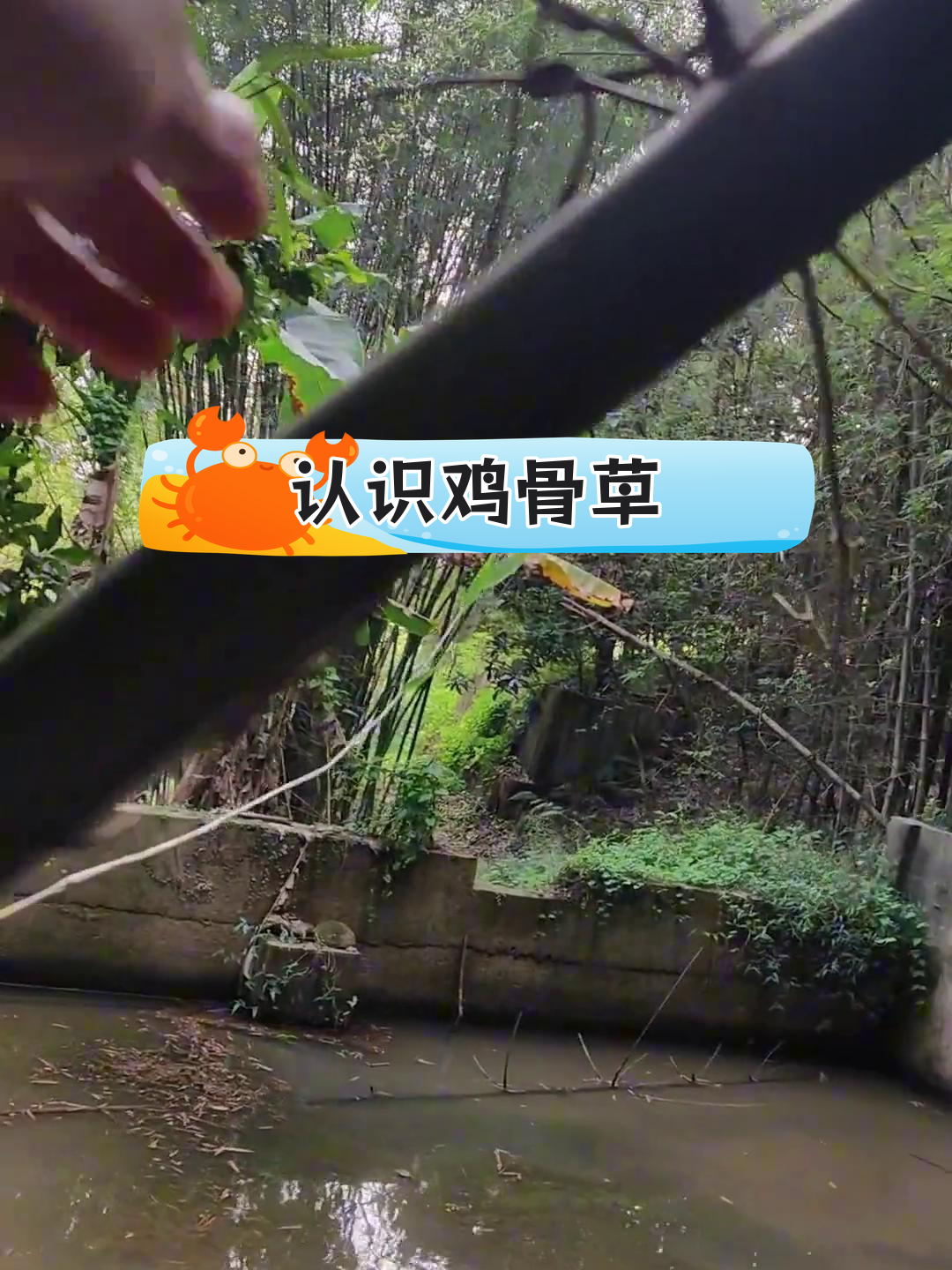 鸡骨草与广东相思子的区别