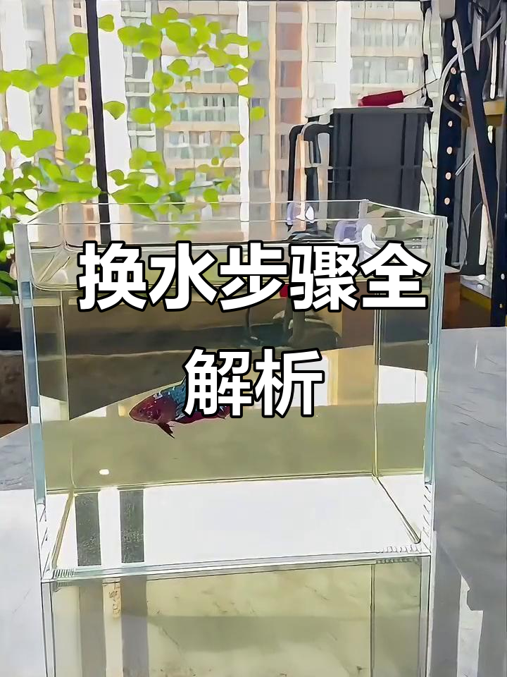 日常换水技巧大揭秘,如何轻松去除鱼缸中的杂质