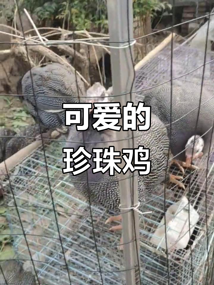 珍珠鸡两个月大,模样可爱但叫声有点刺耳
