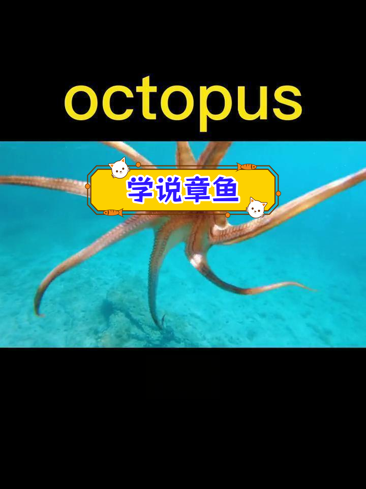 每天学英语:章鱼octopus