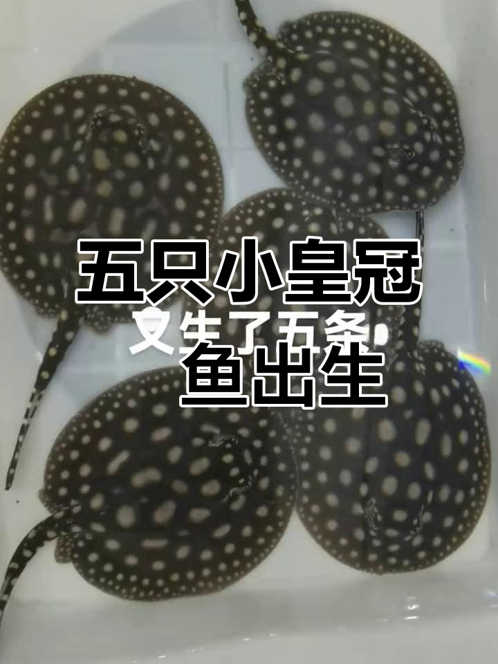 皇冠魟鱼再添五条新生命,白子宝宝萌态十足
