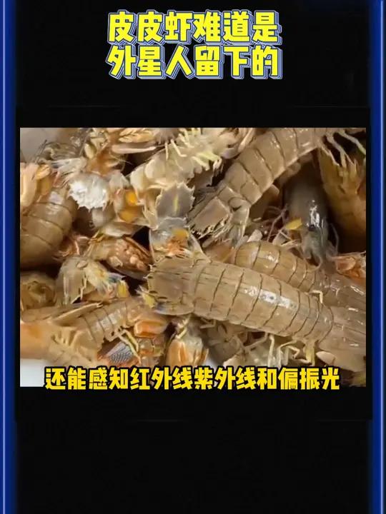 皮皮虾难道真的这么神奇?