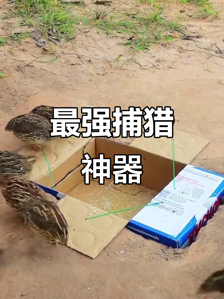 丧彪的神奇抓鸡陷阱，野鸡一触即发！
