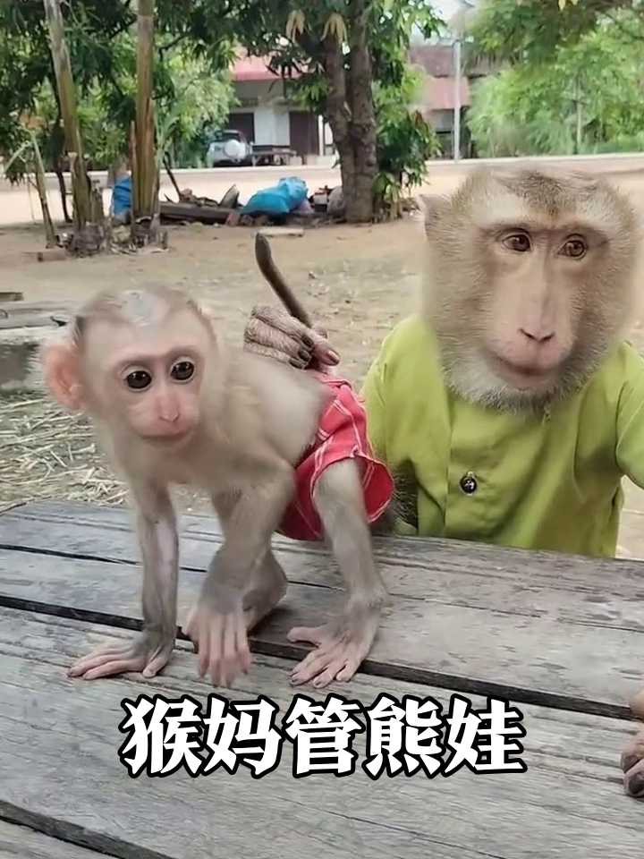 小猴偷摸小鸡反被按头,猴妈:这熊孩子太难带!