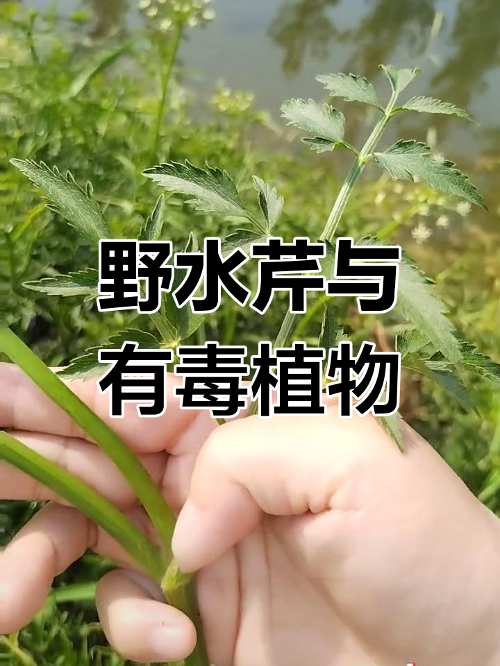 水芹与毛茛的区别解析