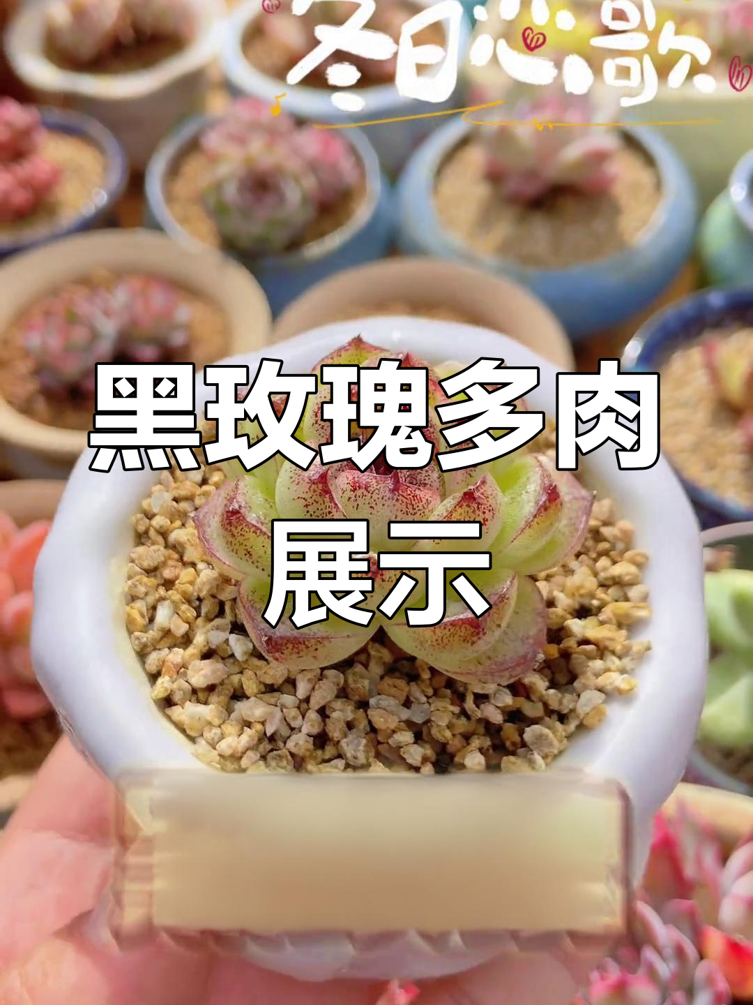 经典黑玫瑰多肉,形态各异