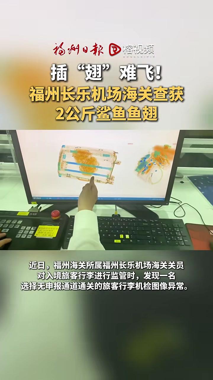 插翅难飞!福州长乐机场海关查获2公斤鲨鱼鱼翅。福州 海关 违法 鲨鱼鱼翅通讯员:吴萍记者: