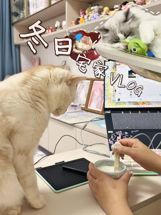 冬季宅家vlog|猫咪“奶茶自由”