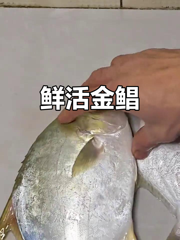金鲳鱼新鲜如初,金光闪闪,活力四溢