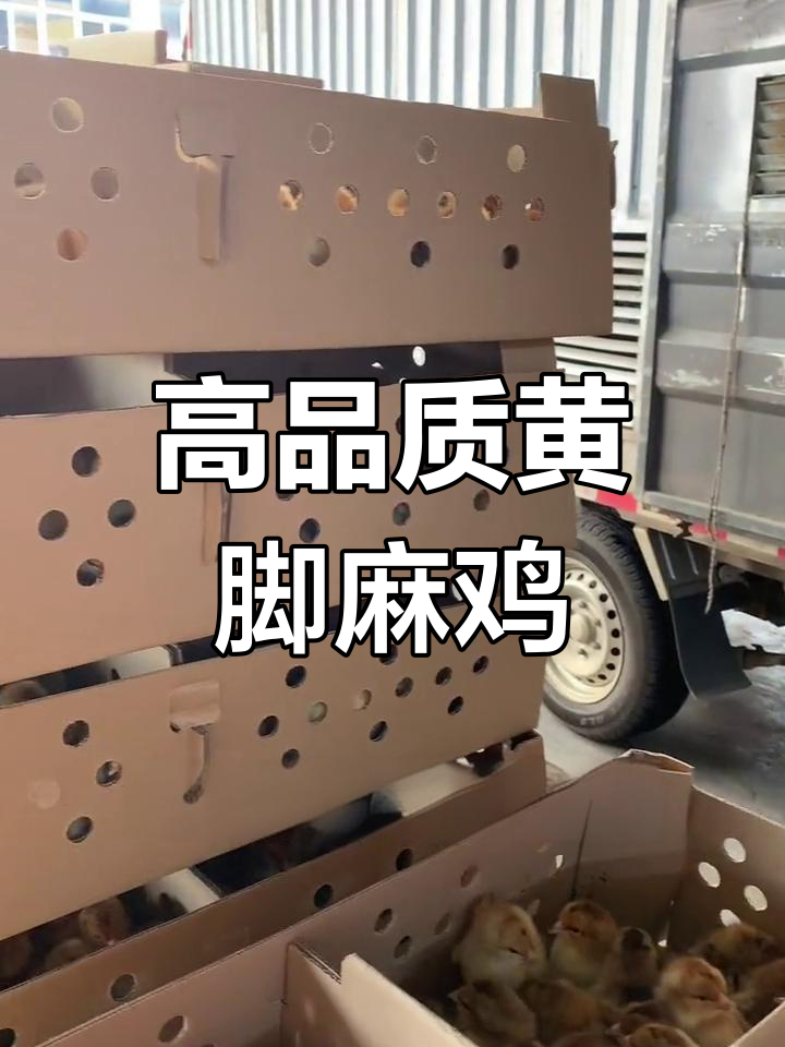 贵州黄脚麻鸡苗供应,存活率高好卖