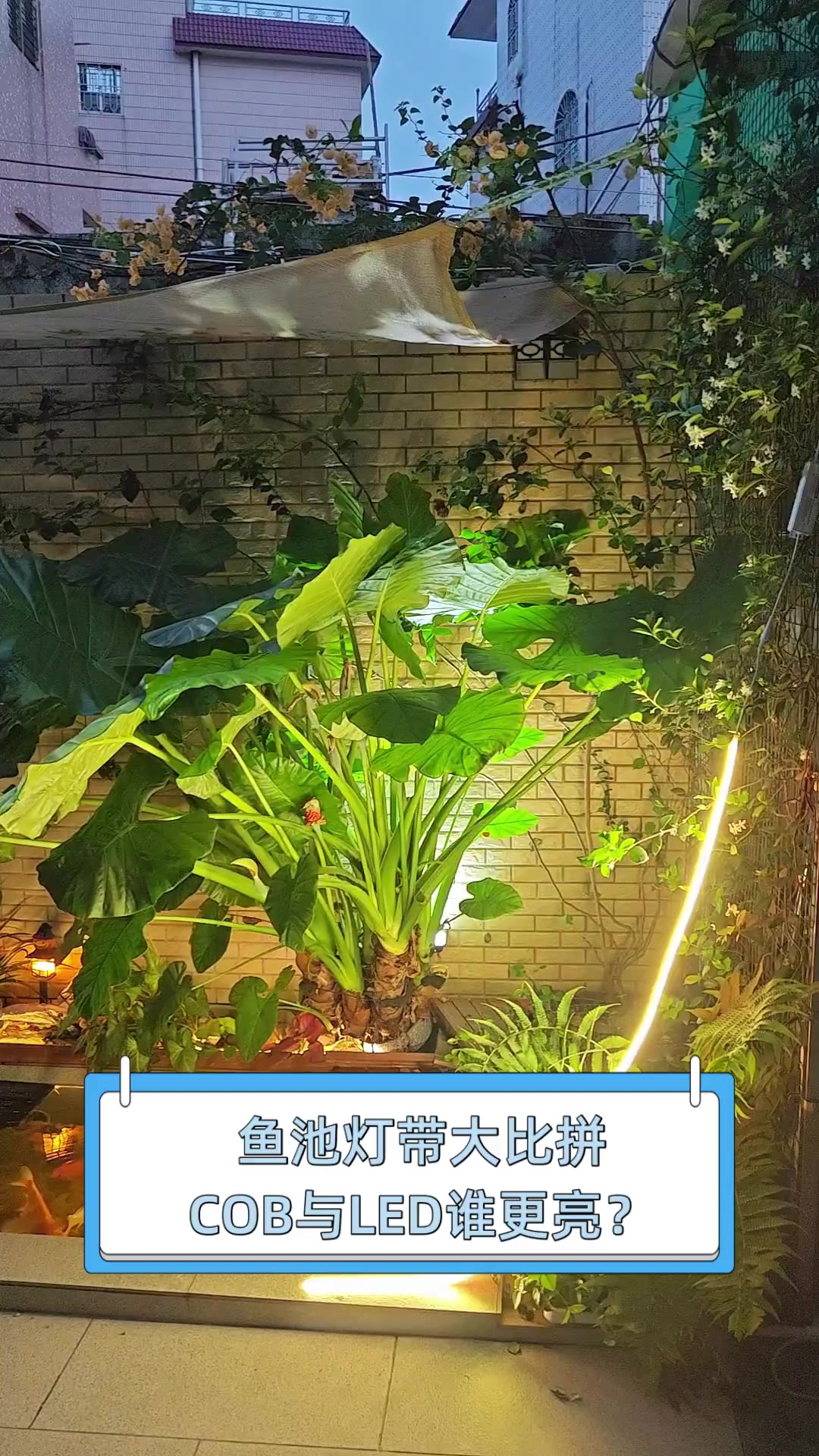 鱼池灯带大比拼,COB与LED谁更亮?