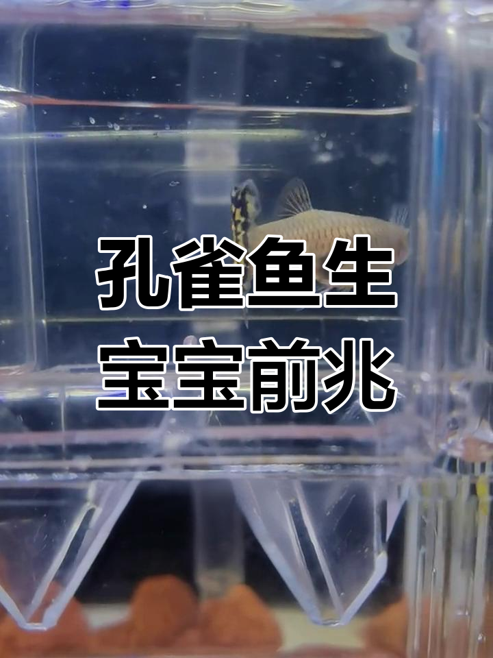 热带鱼孔雀鱼生小鱼前的征兆,如何判断?