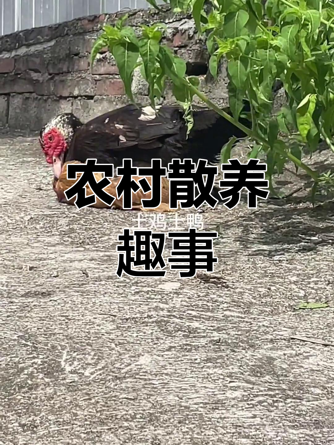 散养土鸡土鸭,造型奇特笑料十足