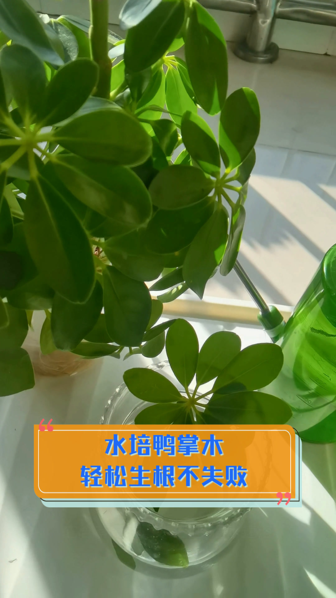 水培鸭掌木,轻松生根不失败