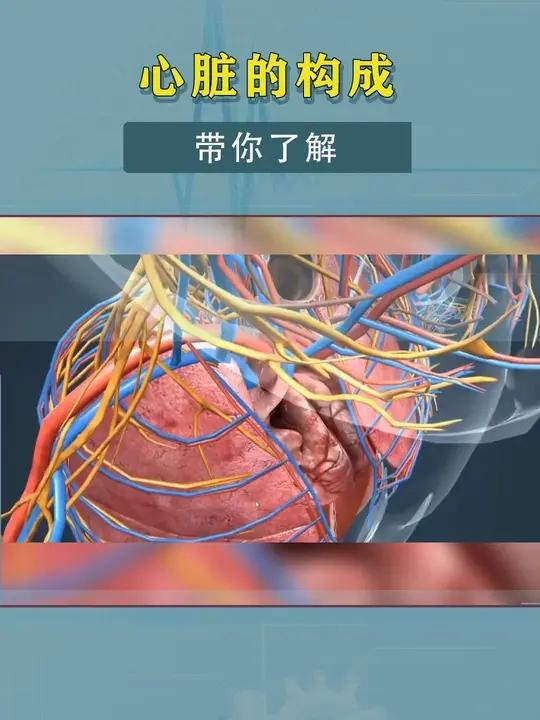心脏的构成