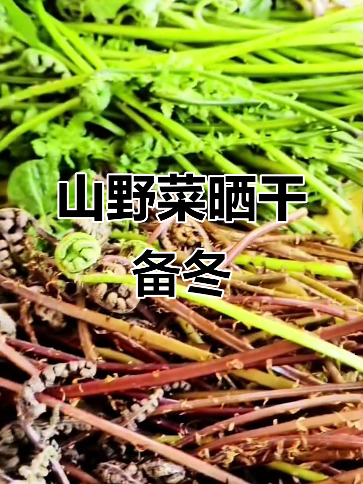 东北春天的山野菜大餐,晒干储备冬天吃